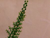 DSCF1302