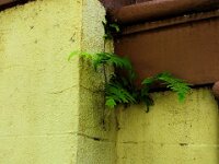 DSCF1307