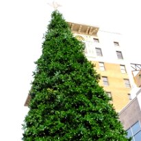 DSCF6616
