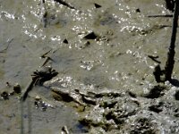 DSCF7624
