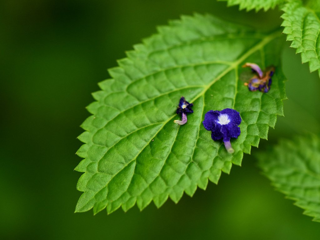 Rye Wilderness Park Plantlife