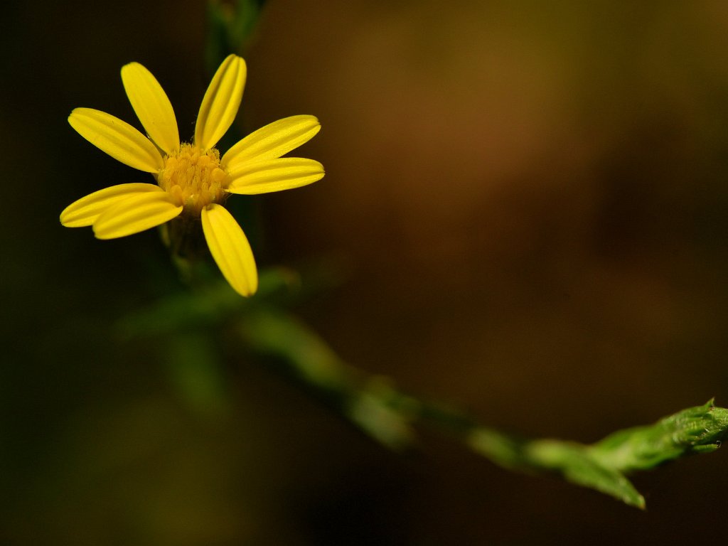 Rye Wilderness Park